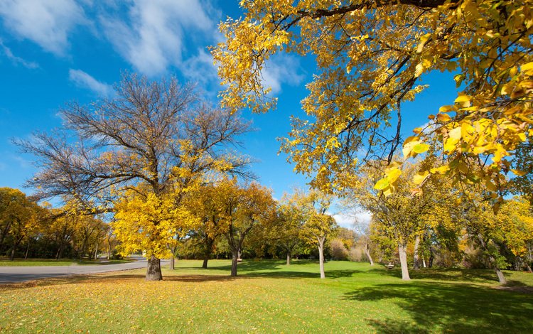 небо, дорога, трава, деревья, листья, парк, осень, скамья, the sky, road, grass, trees, leaves, park, autumn, bench