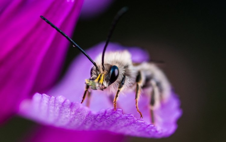 макро, насекомое, фон, цветок, пчела, macro, insect, background, flower, bee