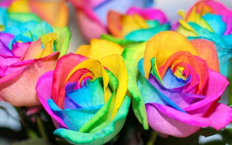 цветы, цвета, розы, лепестки, разноцветные, радуга, красочные, flowers, color, roses, petals, colorful, rainbow