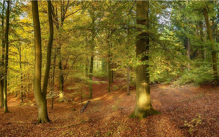 деревья, природа, лес, панорама, осень, trees, nature, forest, panorama, autumn