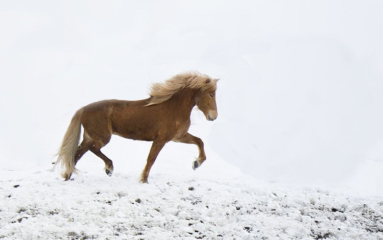 лошадь, снег, зима, ветер, ходьба, horse, snow, winter, the wind, walking