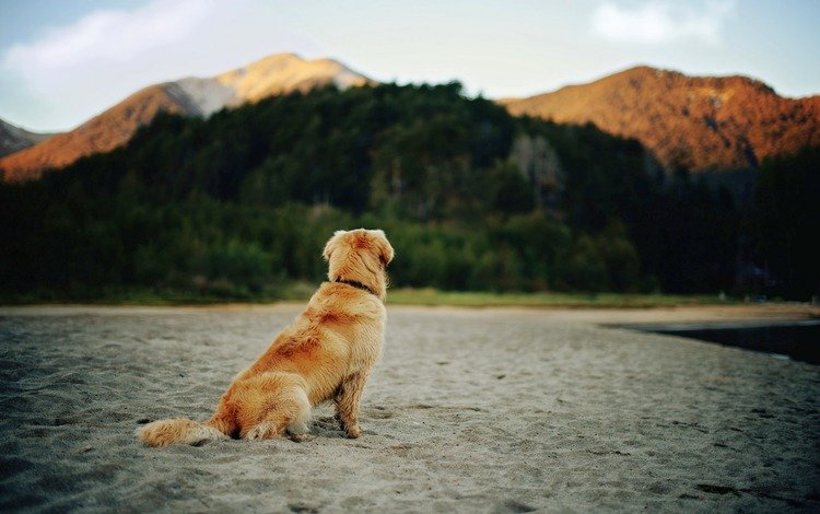 песок, пляж, шерсть, собака, золотистый ретривер, sand, beach, wool, dog, golden retriever