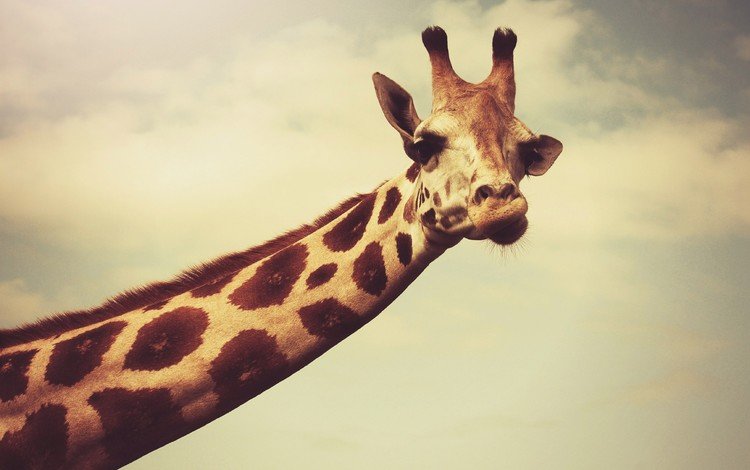 глаза, уши, жираф, голова, шея, eyes, ears, giraffe, head, neck