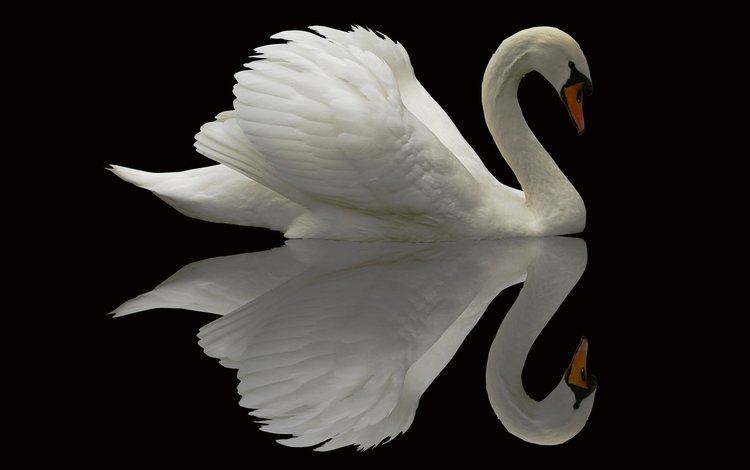 отражение, птица, лебедь, reflection, bird, swan