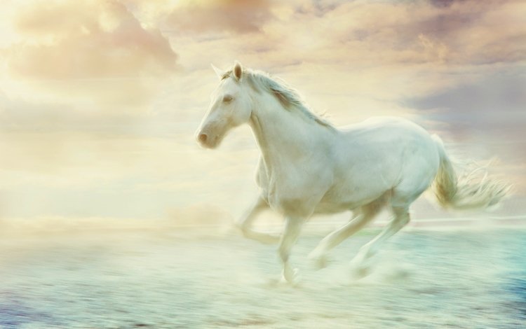 небо, лошадь, облака, туман, обработка, белый, дымка, конь, скачет, jump, the sky, horse, clouds, fog, treatment, white, haze