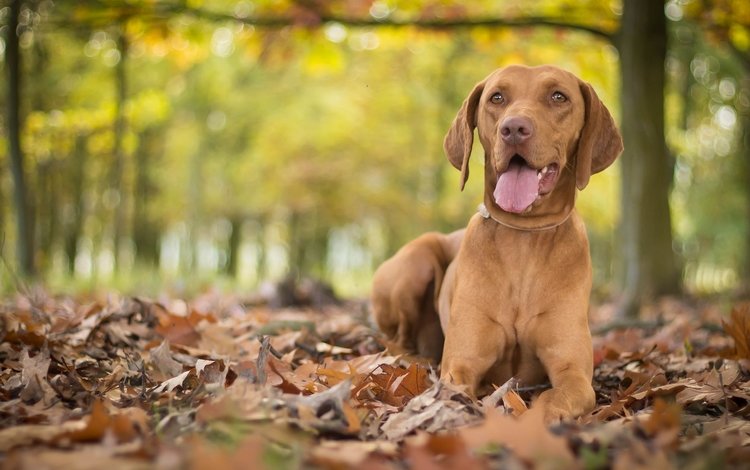 листья, осень, собака, язык, боке, выжла, leaves, autumn, dog, language, bokeh, vizslas