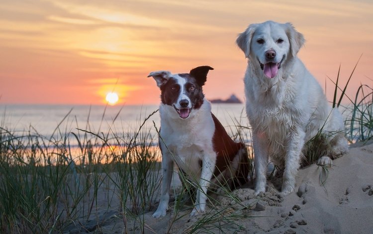закат, море, песок, собаки, sunset, sea, sand, dogs