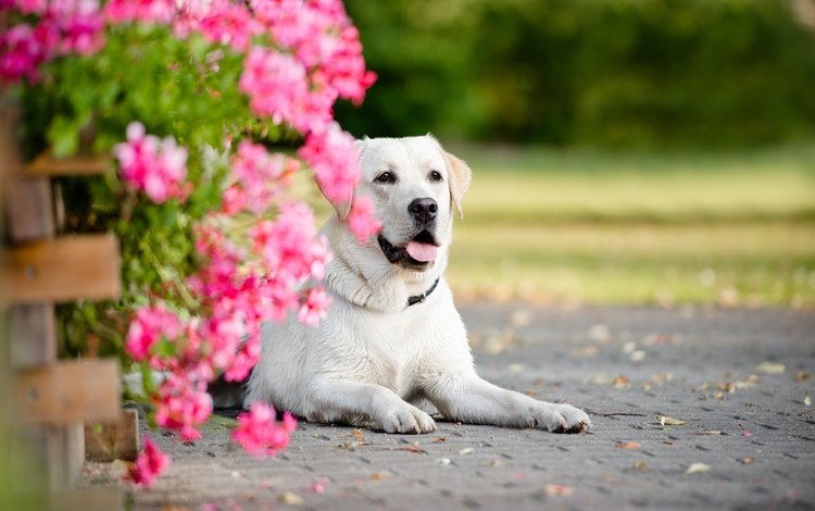 цветы, портрет, собака, flowers, portrait, dog