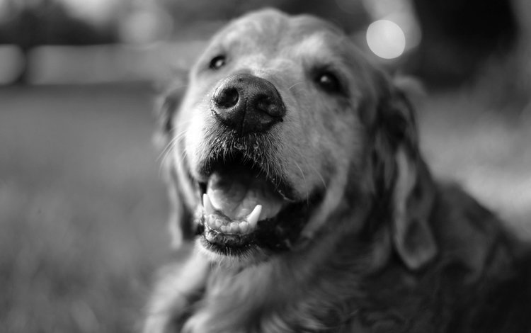 чёрно-белое, собака, лабрадор, black and white, dog, labrador