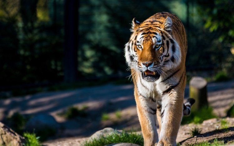 тигр, хищник, большая кошка, дикая кошка, амурский, tiger, predator, big cat, wild cat, amur