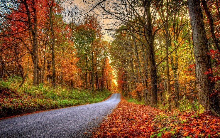 дорога, деревья, лес, пейзаж, парк, осень, road, trees, forest, landscape, park, autumn