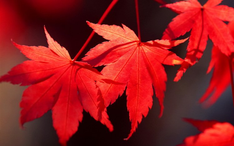 листья, осень, клен, багрянец, leaves, autumn, maple, the crimson