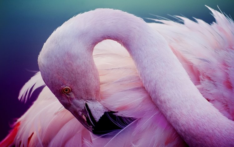 фламинго, птица, розовый, перья, шея, flamingo, bird, pink, feathers, neck
