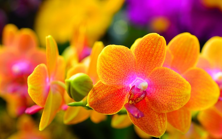 цветы, природа, макро, лепестки, растение, орхидея, flowers, nature, macro, petals, plant, orchid