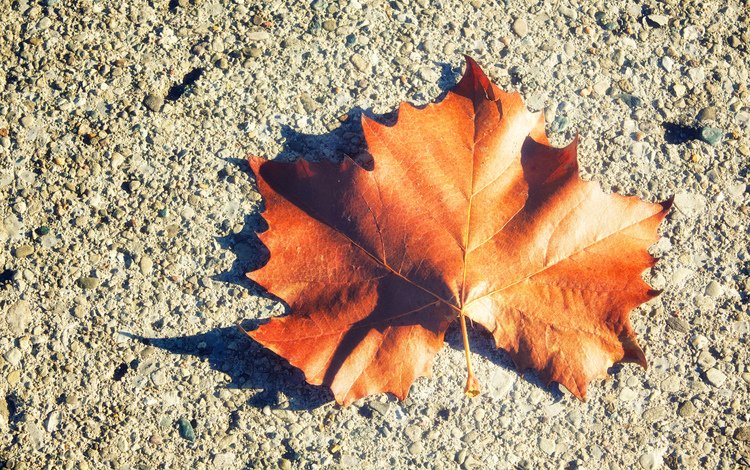 листок, осень, лист, клен, leaf, autumn, sheet, maple