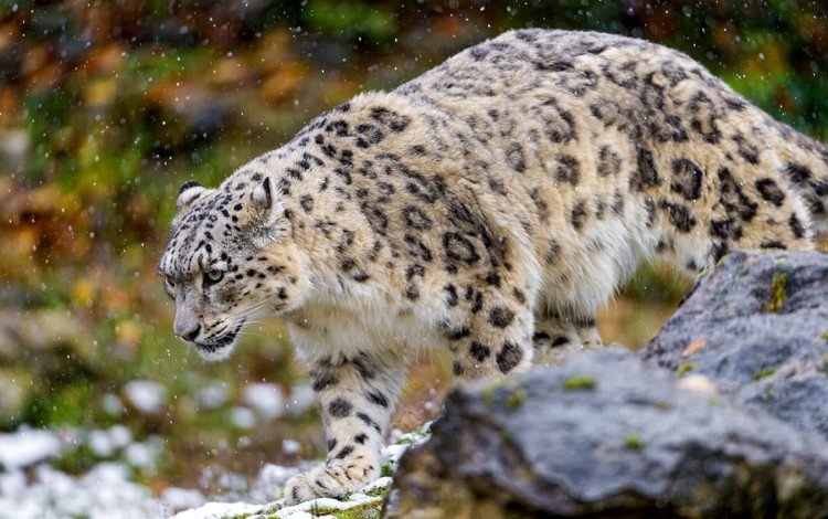 хищник, снежный барс, ирбис, predator, snow leopard, irbis