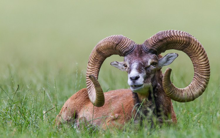 трава, природа, животное, рога, bighorn sheep, муфлон, горный баран, grass, nature, animal, horns, mouflon