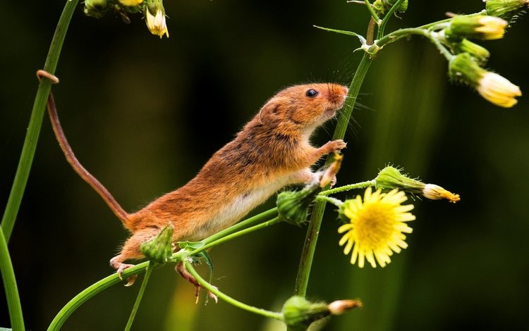 цветы, природа, мышь, хвост, мышка, мышь-малютка, flowers, nature, mouse, tail, the mouse is tiny