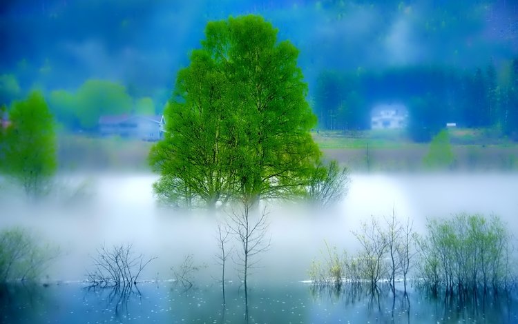 река, дерево, пейзаж, утро, туман, river, tree, landscape, morning, fog
