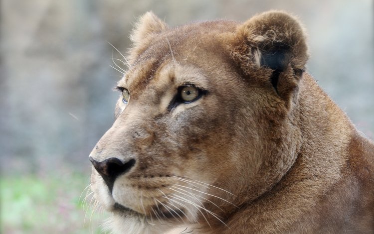фон, хищник, профиль, лев, львица, background, predator, profile, leo, lioness