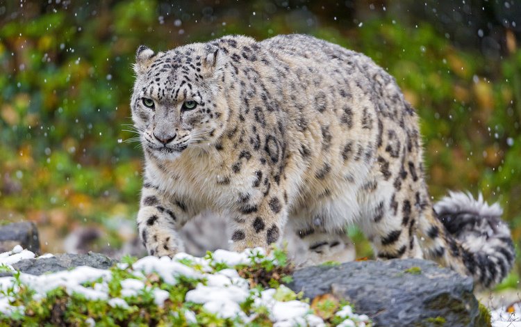 снег, кошка, хищник, снежный барс, ирбис, snow, cat, predator, snow leopard, irbis