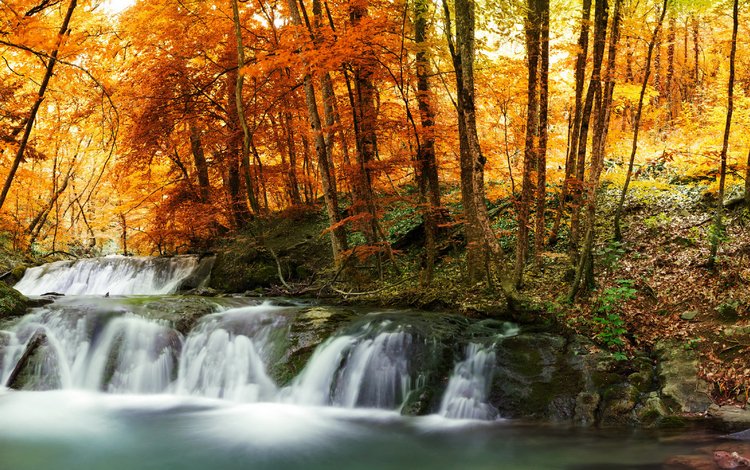 деревья, лес, листья, ручей, водопад, осень, желтые, trees, forest, leaves, stream, waterfall, autumn, yellow