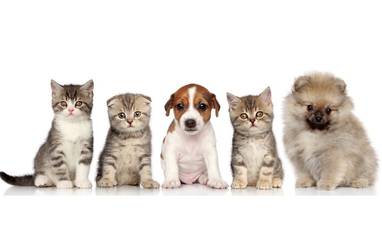 белый фон, кошки, щенки, малыши, котята, собаки, white background, cats, puppies, kids, kittens, dogs