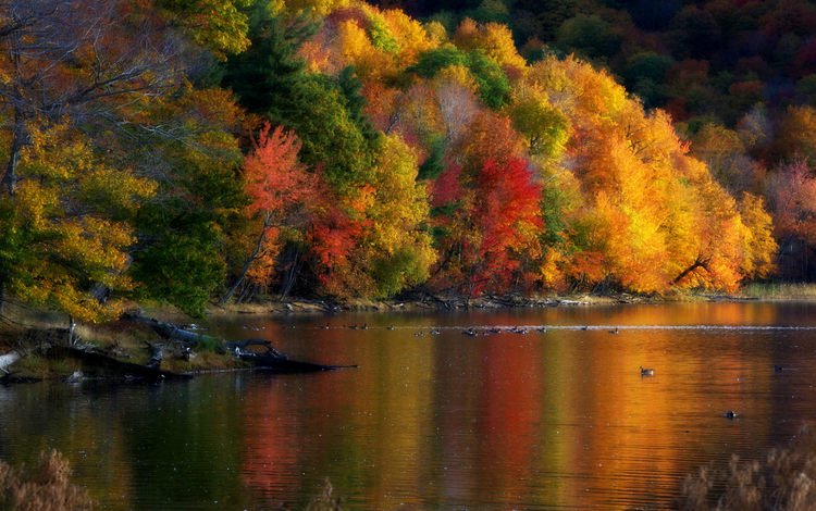 деревья, природа, пейзаж, осень, утки, trees, nature, landscape, autumn, duck