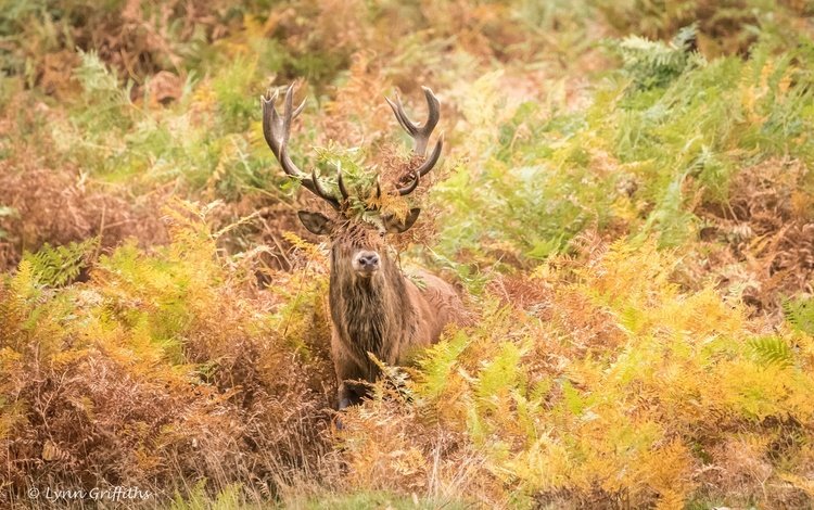 олень, осень, рога, заросли, deer, autumn, horns, thickets