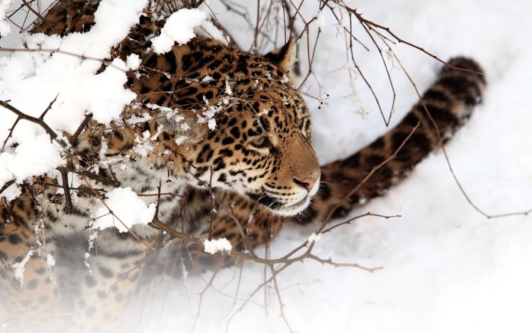 снег, зима, кошка, ягуар, snow, winter, cat, jaguar