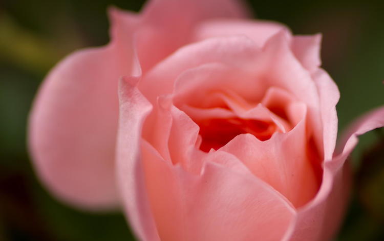 макро, цветок, роза, лепестки, розовая, macro, flower, rose, petals, pink