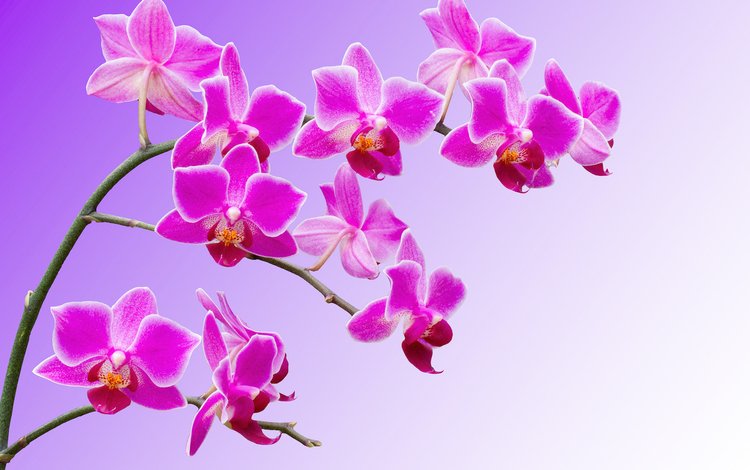 цветы, ветки, лепестки, орхидеи, flowers, branches, petals, orchids