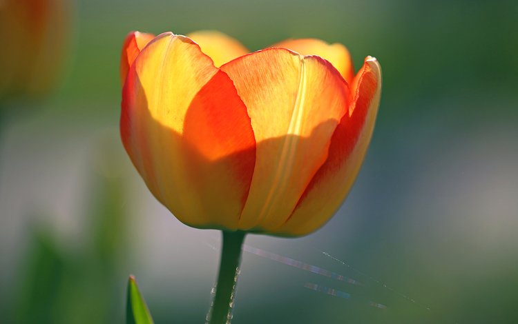 цветок, лепестки, паутина, тюльпан, flower, petals, web, tulip