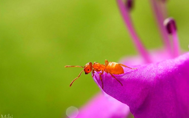 цветок, муравей, flower, ant