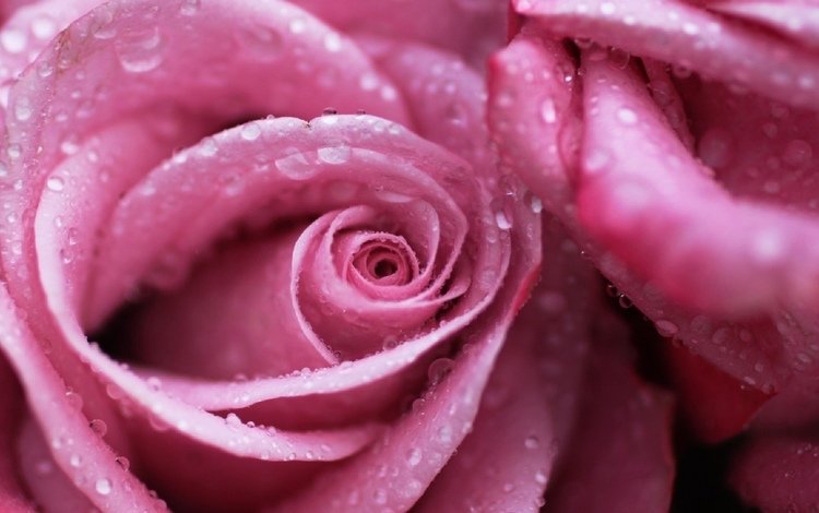цветы, макро, роса, капли, роза, розовая, м, flowers, macro, rosa, drops, rose, pink, m