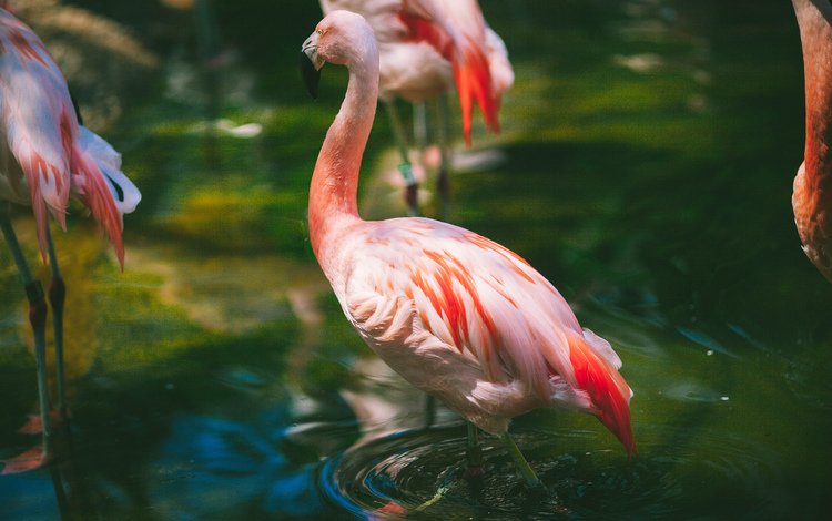 вода, фламинго, птицы, клюв, розовый, перья, шея, розовый фламинго, water, flamingo, birds, beak, pink, feathers, neck, pink flamingos