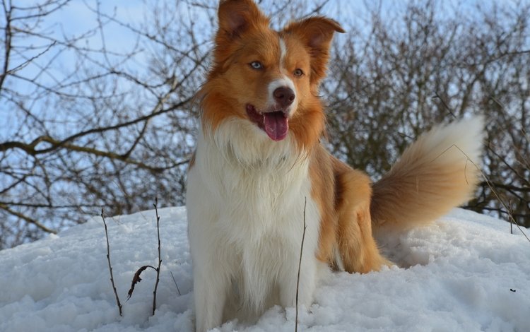 снег, зима, собака, snow, winter, dog