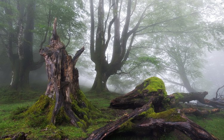 деревья, лес, туман, мох, пень, trees, forest, fog, moss, stump