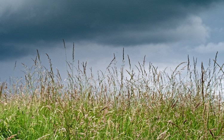 трава, тучи, макро, лето, луг, grass, clouds, macro, summer, meadow