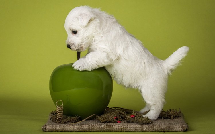 белый, собака, щенок, яблоко, терьер, вест-хайленд-уайт-терьер, white terriers, white, dog, puppy, apple, terrier, the west highland white terrier