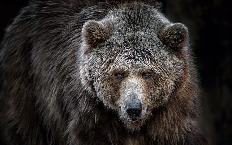 взгляд, медведь, хищник, мех, look, bear, predator, fur