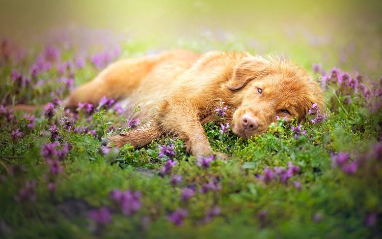 цветы, взгляд, собака, отдых, flowers, look, dog, stay