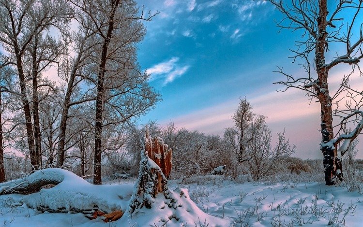 небо, облака, деревья, снег, природа, лес, зима, the sky, clouds, trees, snow, nature, forest, winter