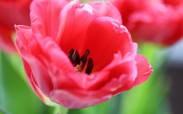 цветы, цветение, лепестки, весна, тюльпаны, flowers, flowering, petals, spring, tulips