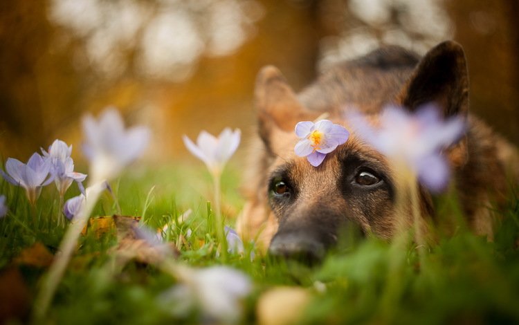 цветы, природа, лето, взгляд, собака, друг, flowers, nature, summer, look, dog, each
