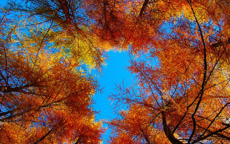 небо, деревья, листья, осень, the sky, trees, leaves, autumn