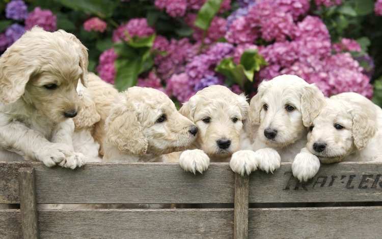 цветы, щенки, собаки, ящик, золотистый ретривер, гортензия, flowers, puppies, dogs, box, golden retriever, hydrangea