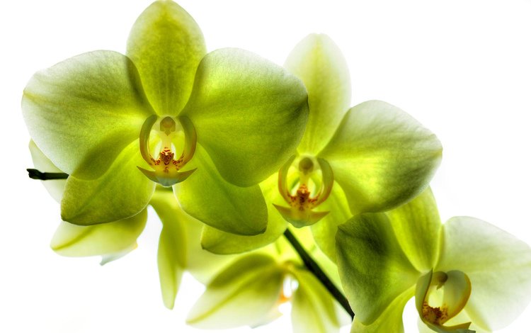 лепестки, зеленые, орхидея, орхидеи, фаленопсис, лимонная, petals, green, orchid, orchids, phalaenopsis, lemon
