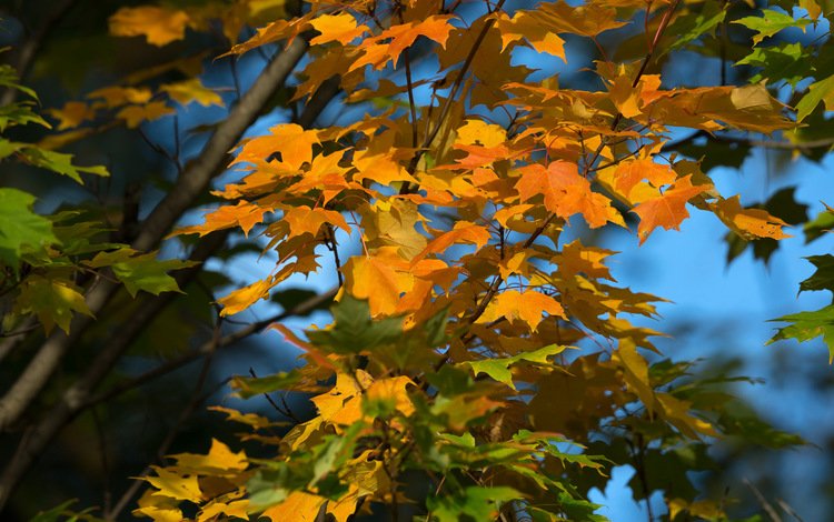 небо, дерево, листья, осень, the sky, tree, leaves, autumn