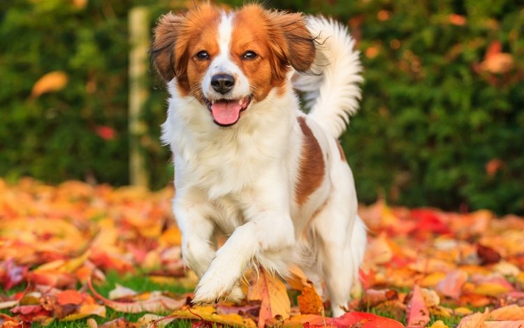 листья, настроение, осень, собака, радость, коикерхондье, leaves, mood, autumn, dog, joy, kooikerhondje